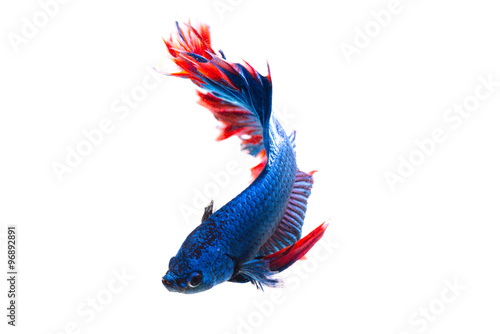 siamese fighting fish, betta fish isolated on white