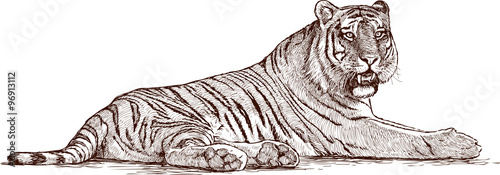 tiger lying