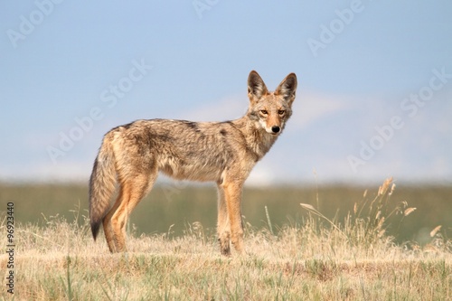 Western Coyote