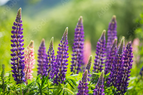 wild Lupins in Arrowtown, New Zealand