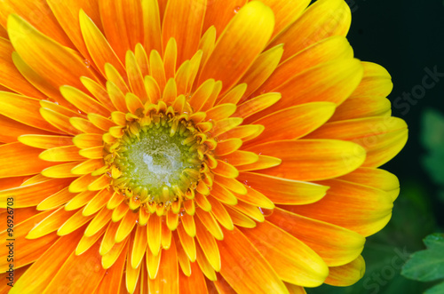 Orange Yellow Gerbera Flower Close-up Macro