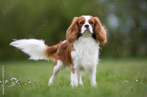 Cavalier King Charles Spaniel dog outdoors in nature