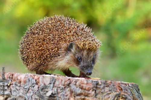 Young hedgehog in natural habitat