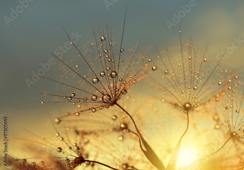 Dewy dandelion flower at sunrise close up. Natural backgrounds.
