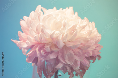 gentle flower of chrysanthemum