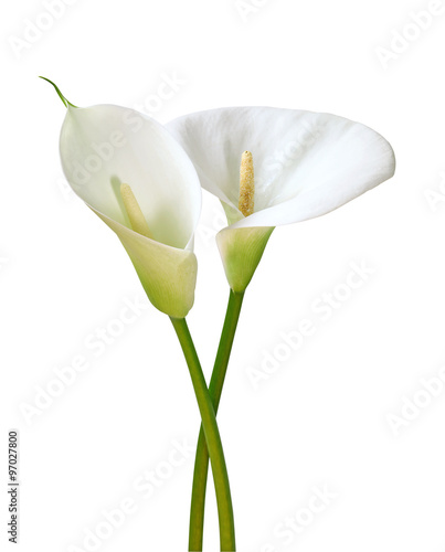 Arum blanc