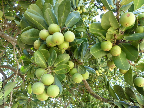 Labramia (Labramia bojeri) is a genus of plants in the family Sapotaceae described as a genus in 1844