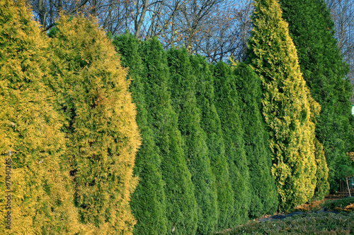 Hedge of colorful Thuja