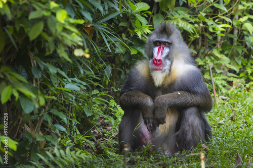 Portrait of the adult male mandrill