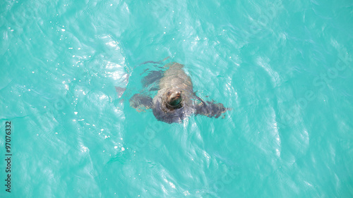 Sea lion playing in water, Venice Beach, California, USA.