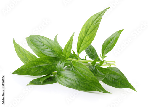 Andrographis paniculata plant on white background