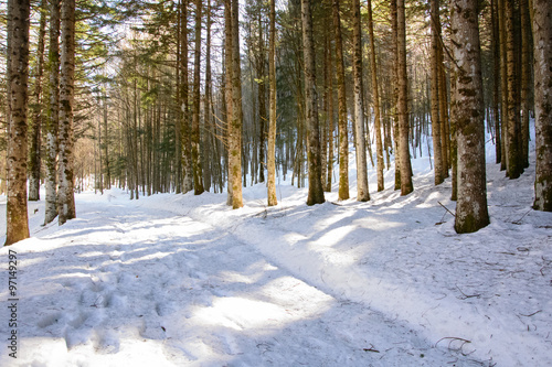 Rays of light in the snowy forest