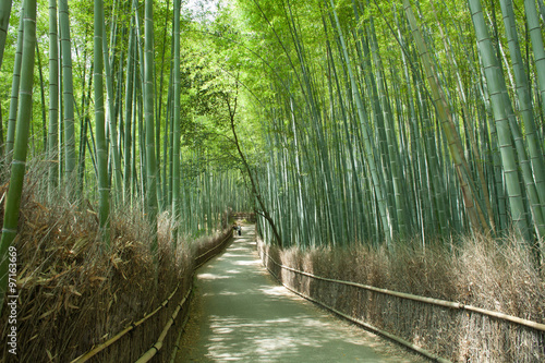 Bamboo forest path, Kyoto, Japan