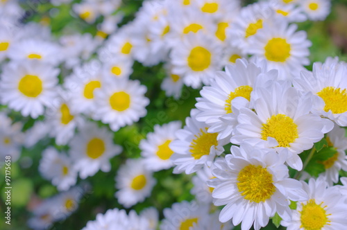 白い小菊の花壇