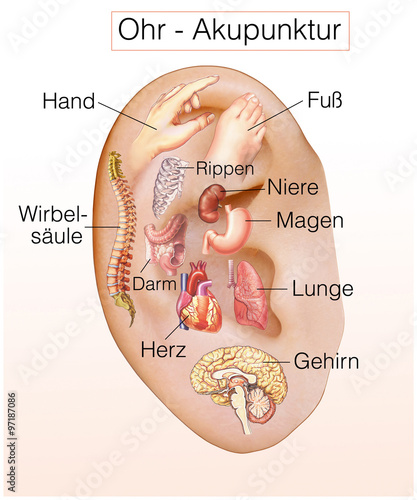 Ohr-Akupunktur.Organe aktivieren
