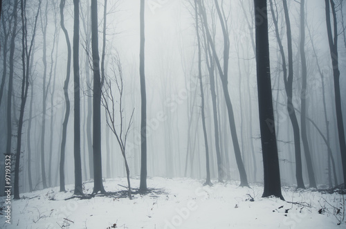 minimal winter forest landscape
