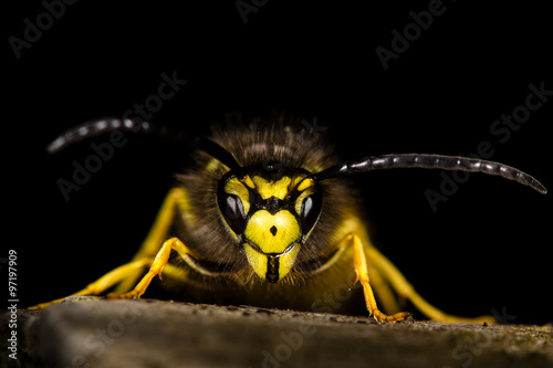 Common wasp (Vespula vulgaris) against a black background 