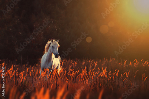 white horse run forward