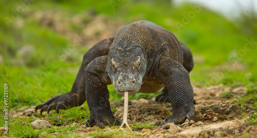 Komodo dragon is on the ground. Interesting perspective. The low point shooting. Indonesia. Komodo National Park. 