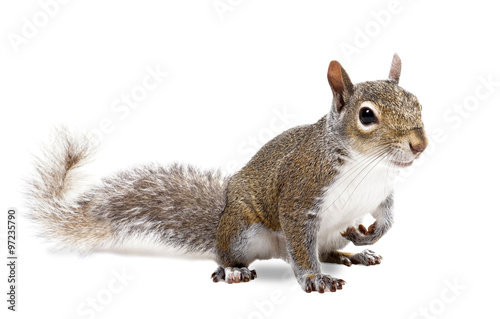 Young squirrel seeds on a white background