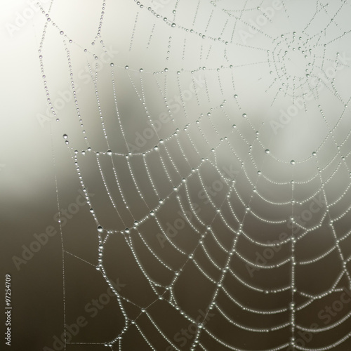 Cobweb with dew drops in morning fog at dawn on blurred background close-up view. 