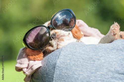 very cute sleeping puppy in sunglasses