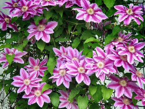 Purple clematis flowers