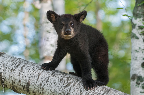 Black Bear Cub (Ursus americanus) Looks Out from Branch