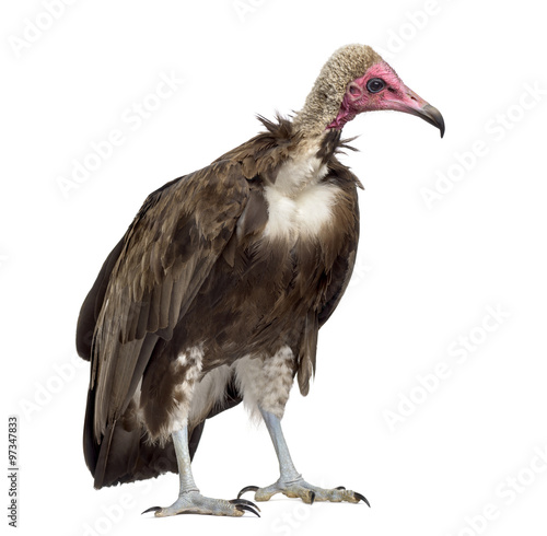 Hooded vulture - Necrosyrtes monachus (11 years old) in front of