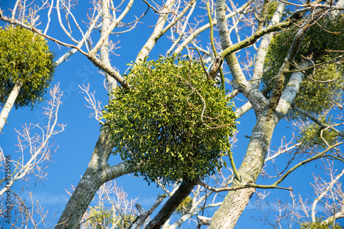 Christmas mistletoe on a tree