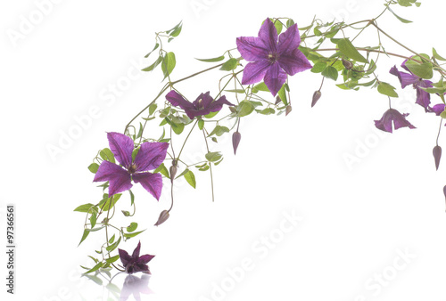 beautiful blooming clematis