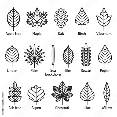Leaves types with names icons vector set. Outline black icons.