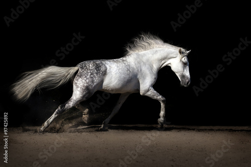 White horse with long mane in desert dust trotting
