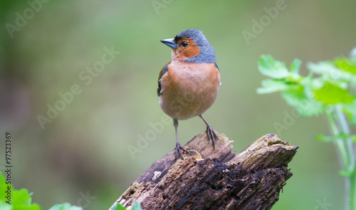Chaffinch on the Perch