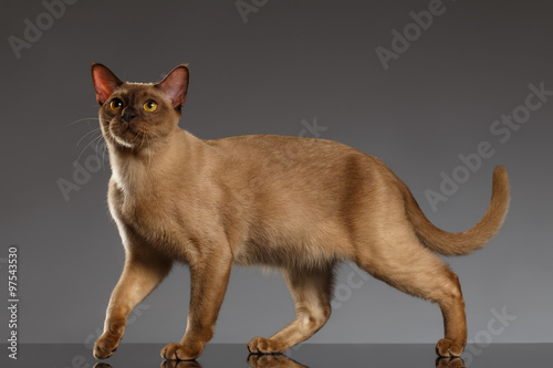 Closeup Burmese Cat Stands on Gray