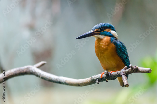 Beautiful kingfisher