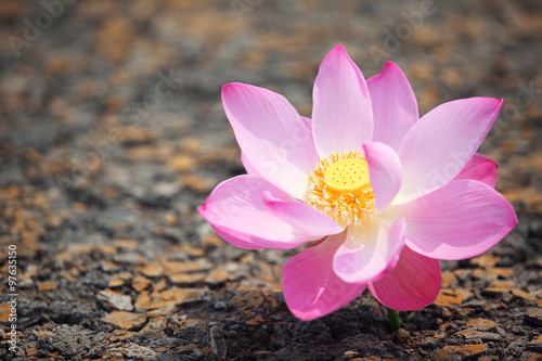 beautiful lotus flower on cracked soil
