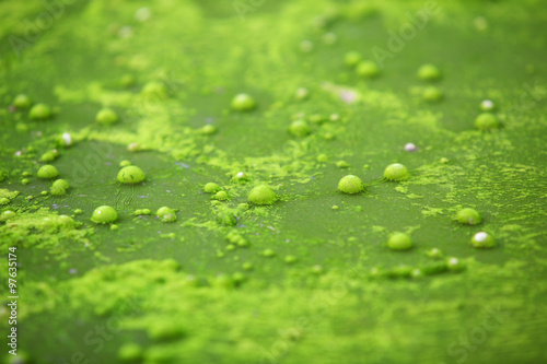 air bubble in algae