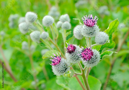 Flowering Great Burdock (Arctium lappa), selective focus