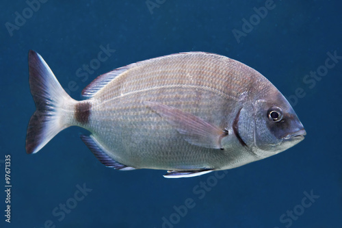 Annular sea bream (Diplodus annularis)