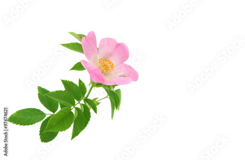 Rose wild rose