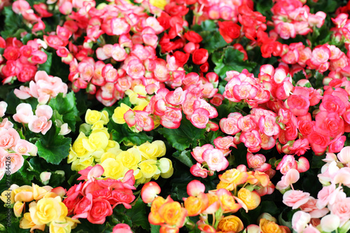 colorful begonia flower