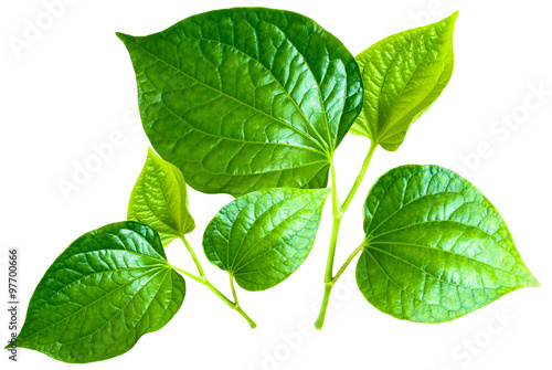 Fresh betel leaf isolate on white background