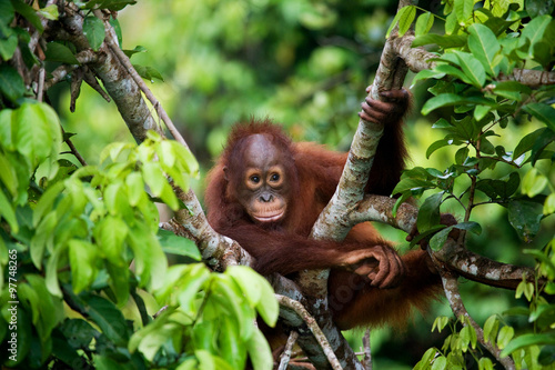 Orangutan in the wild. Indonesia. The island of Kalimantan (Borneo). 