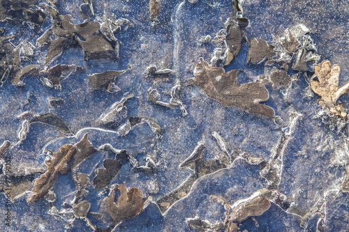 Wzory stworzone przez zamarznięte liście pokryte lodem
