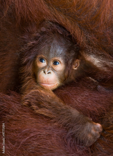 Portrait of a baby orangutan. Close-up. Indonesia. The island of Kalimantan (Borneo). An excellent illustration.