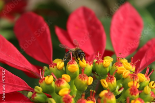 Abeja tomando polen de una flor de pascoa, Poinsettia