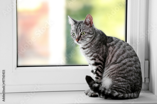 Beautiful cat near window close-up