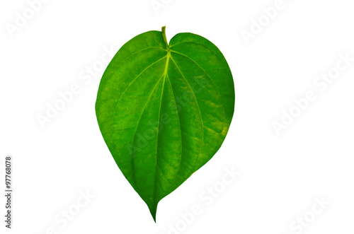 Green betel leaf isolated on white background