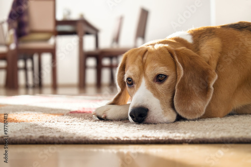 Beagle dog lying on carpet in cozy home